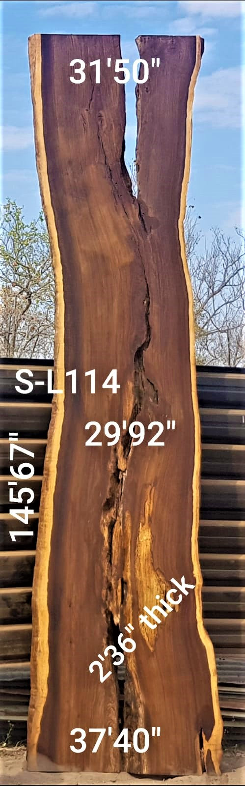 Leadwood Slab (145.67" x 37.40" x  2.36")