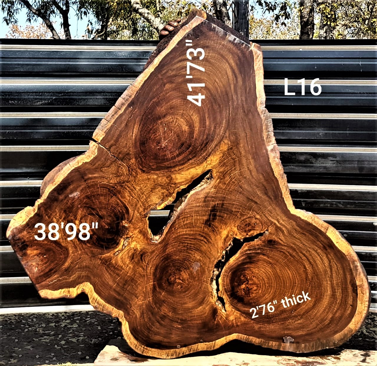 Leadwood Slice (41.73" x 38.98" x 2.76")