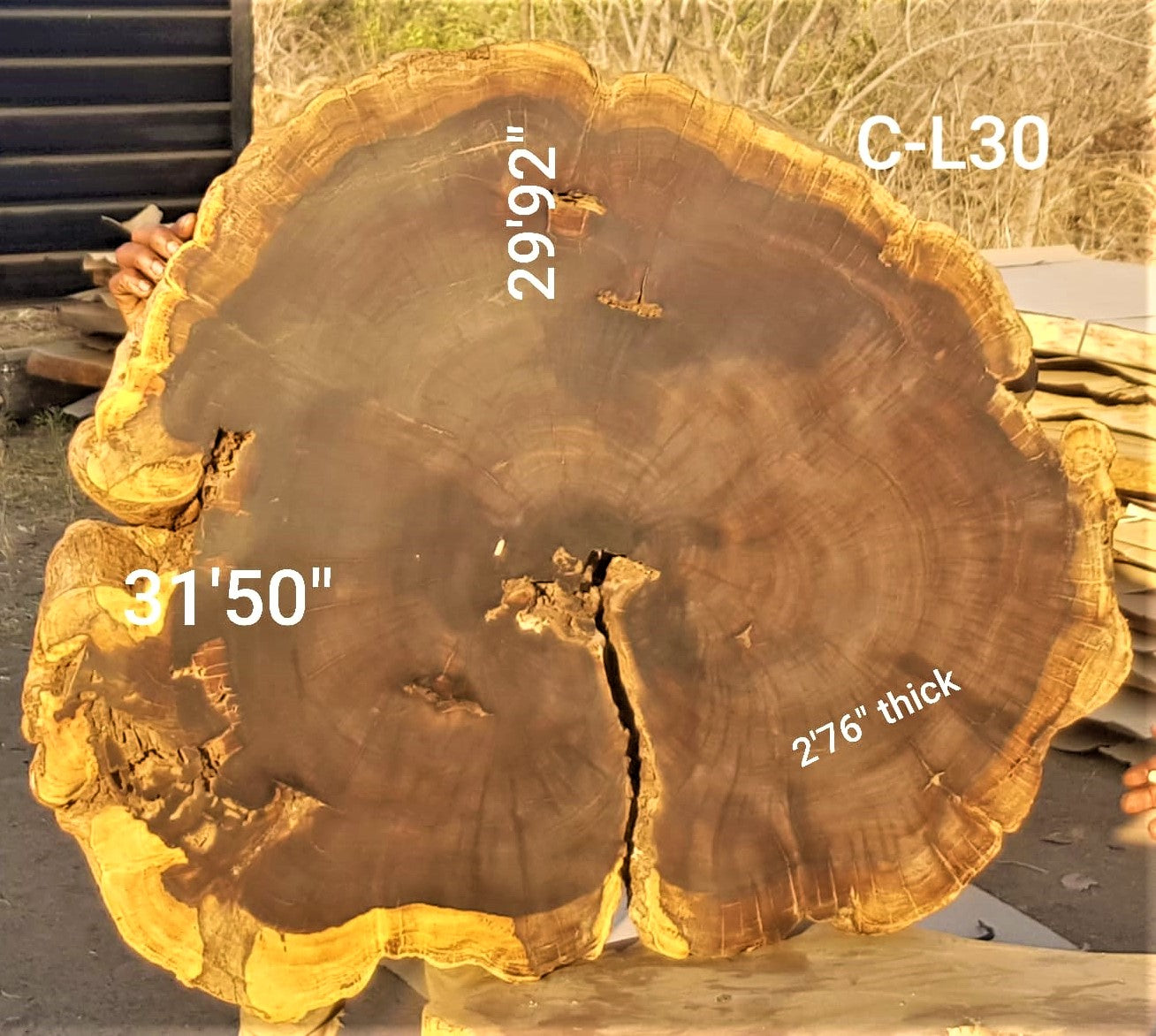 Leadwood Slice (31.50" x 29.92" x 2.76")